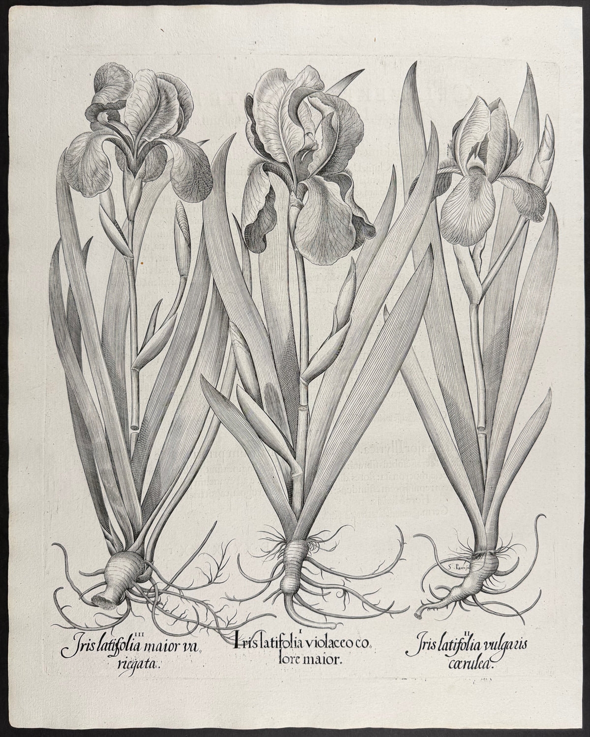 Broad-leaved Iris [iris latifolia]