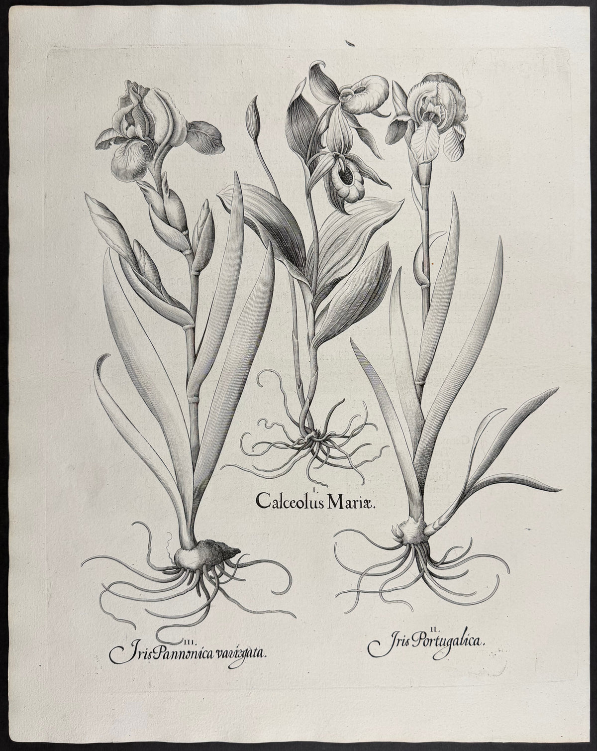 Lady's Slipper Orchid [Calceolus Mariae]; Portuguese Iris [Iris Portugalica]; Pannonian Iris [Iris Pannonica]