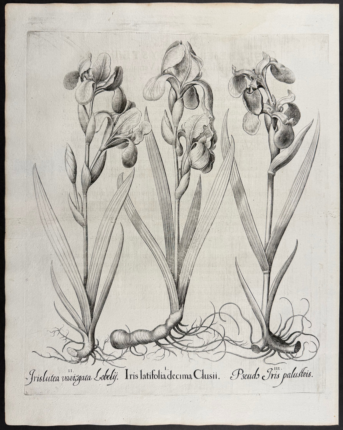 Broad-leaved Iris [Iris latifolia]; Yellow Iris [Iris lutea]; False Iris / Yellow Flag [Pseudo Iris]