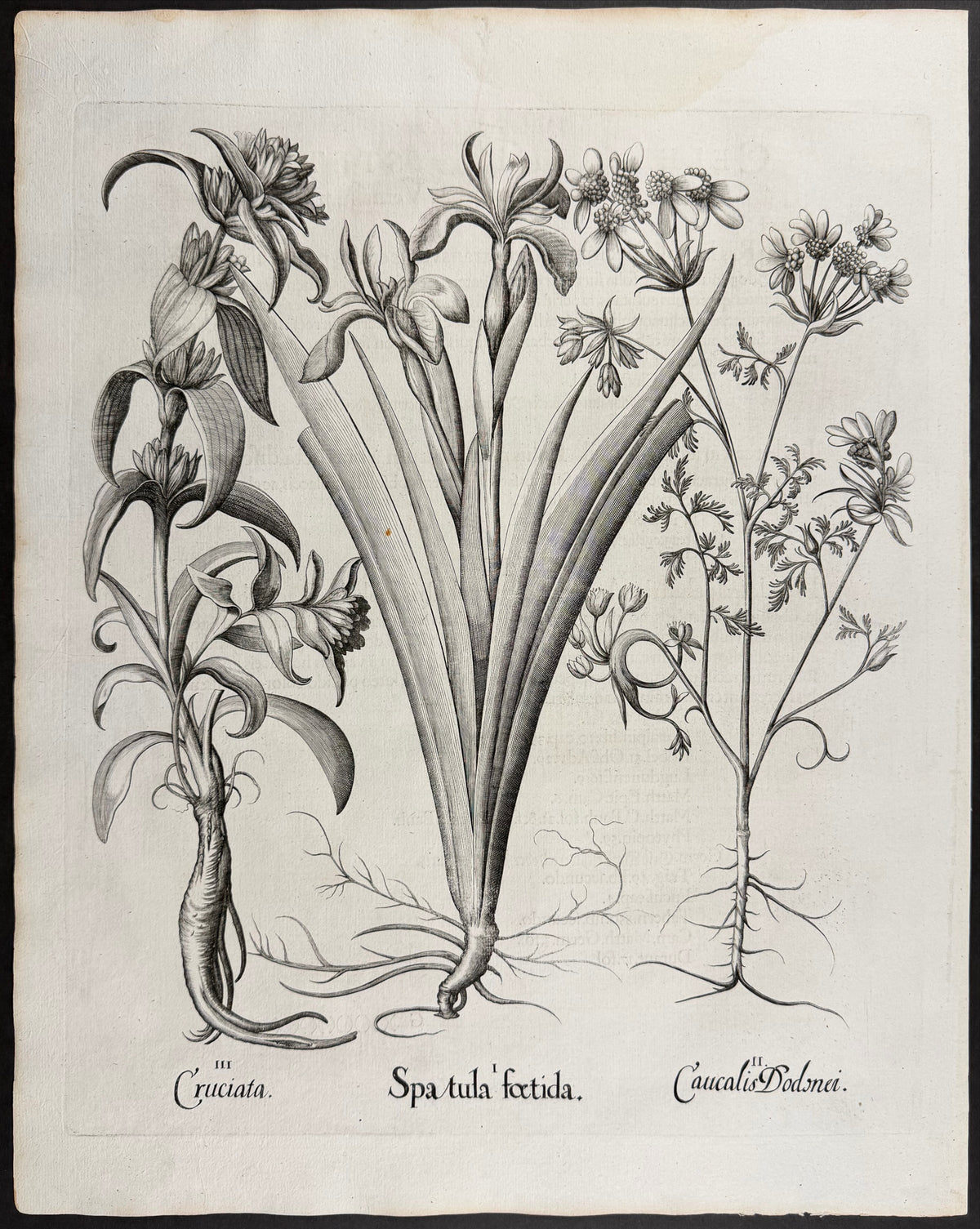 Stinking Iris [Spatula foetida]; Dodoens's Bur-parsley [Caucalis Dodonei]; Crosswort [Cruciata]
