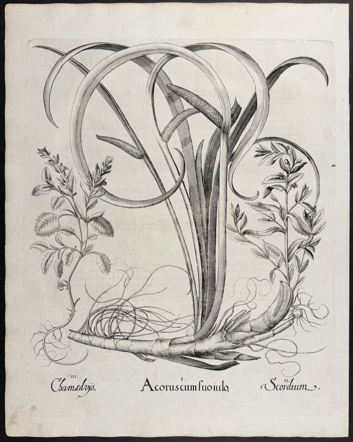 Sweet Flag with Scape [Acoruscum suoiulo]; Water Germander [Scordium]; Wall Germander [Chamaedrys]