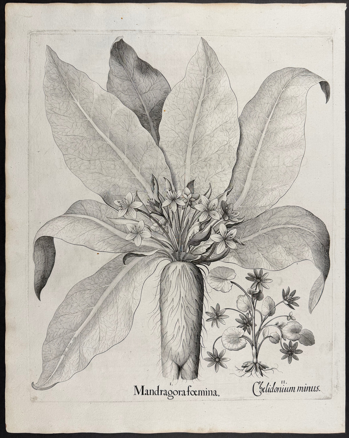 Female Mandrake [Mandragora foemina]; Lesser Celandine [Chelidonium minus]