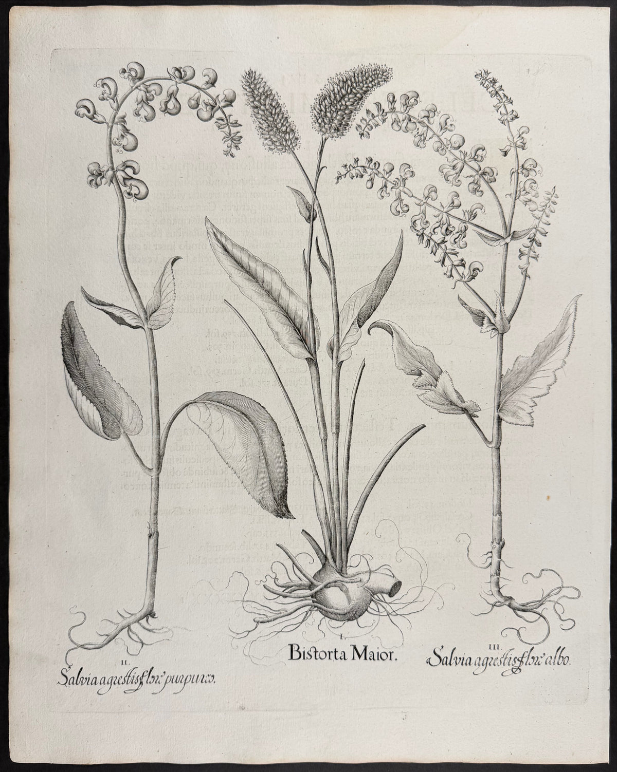 Bistort [Bistorta Maior]; Wood Sage [Salvia agrestis]; Wood Sage [Salvia agrestis]
