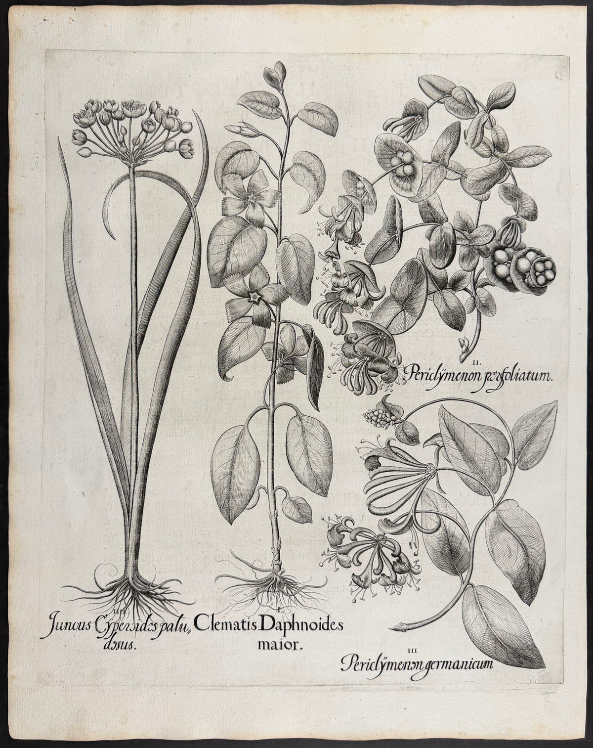 Periwinkle [Clematis Daphnoides]; Italian Honeysuckle [Periclymenon perfoliatum]; German Honeysuckle [Periclymenon germanicum]