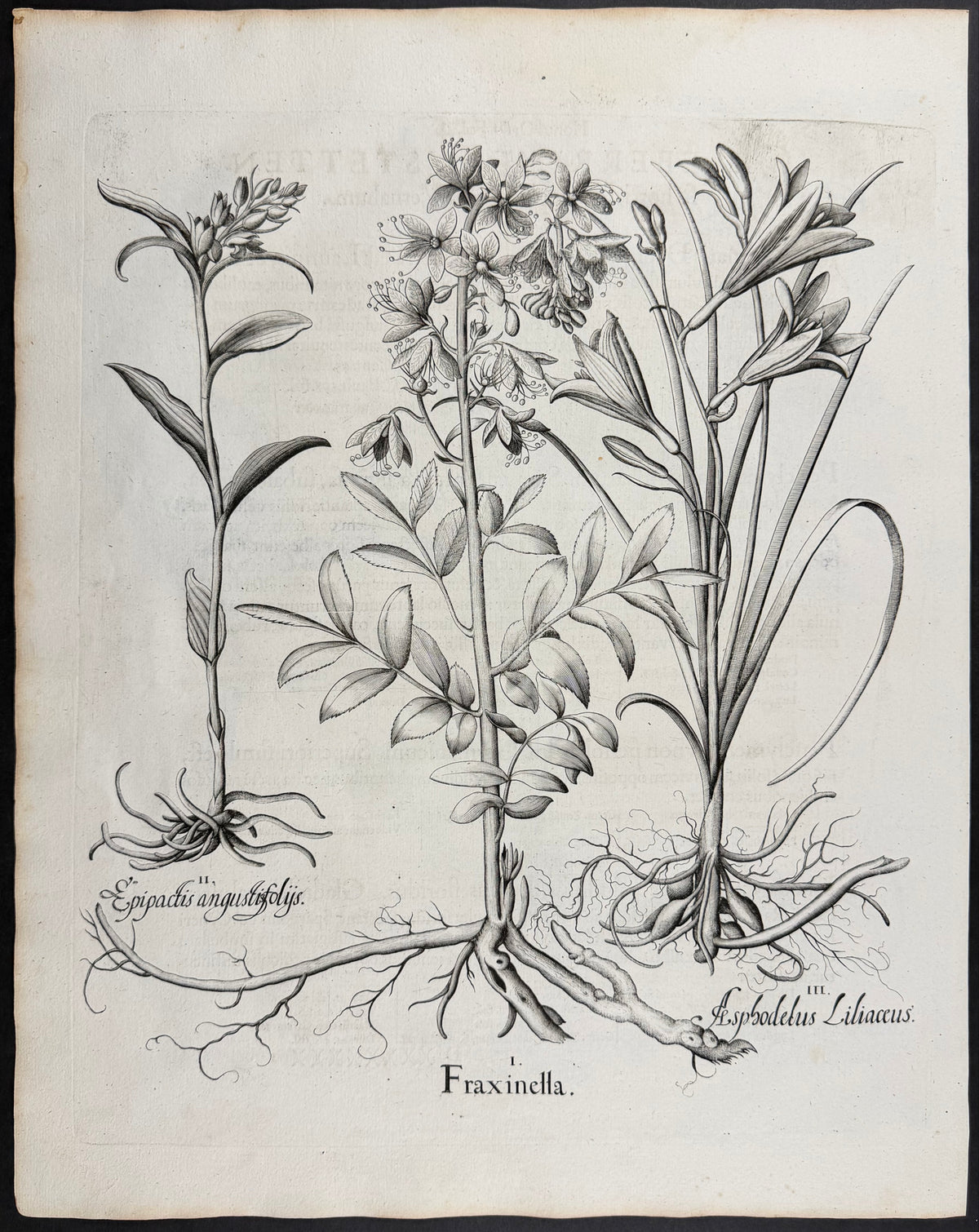 Burning Bush / Dittany [Fraxinella]; St. Bernard's Lily [Asphodelus Liliaceus]; Narrow-leaved Helleborine [Epipactis angustisfolys]