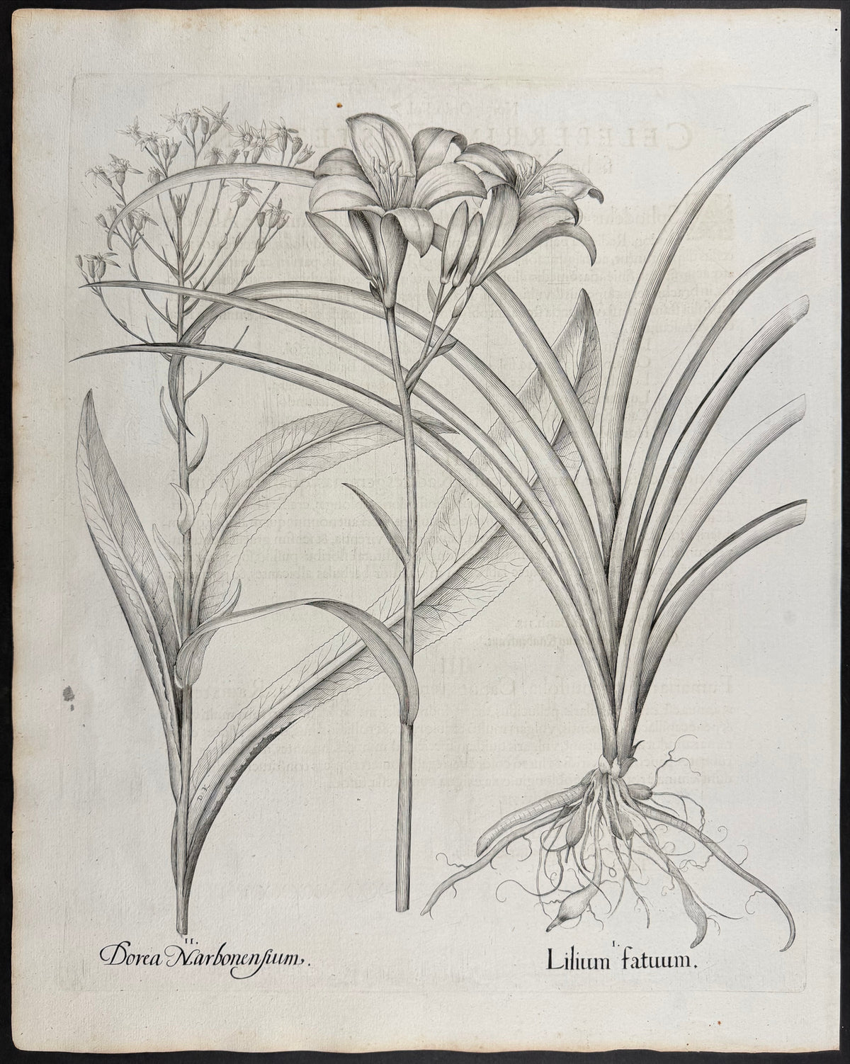 Fool's Lily [Lilium fatuum]; Narbonne Ragwort [Dorea Narbonensium]