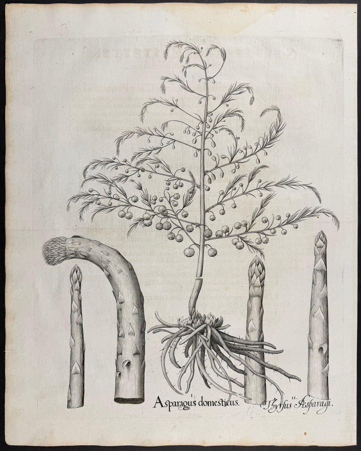 Garden Asparagus [Asparagus domesticus]; Asparagus Shoot [Thyrsus Asparagi]