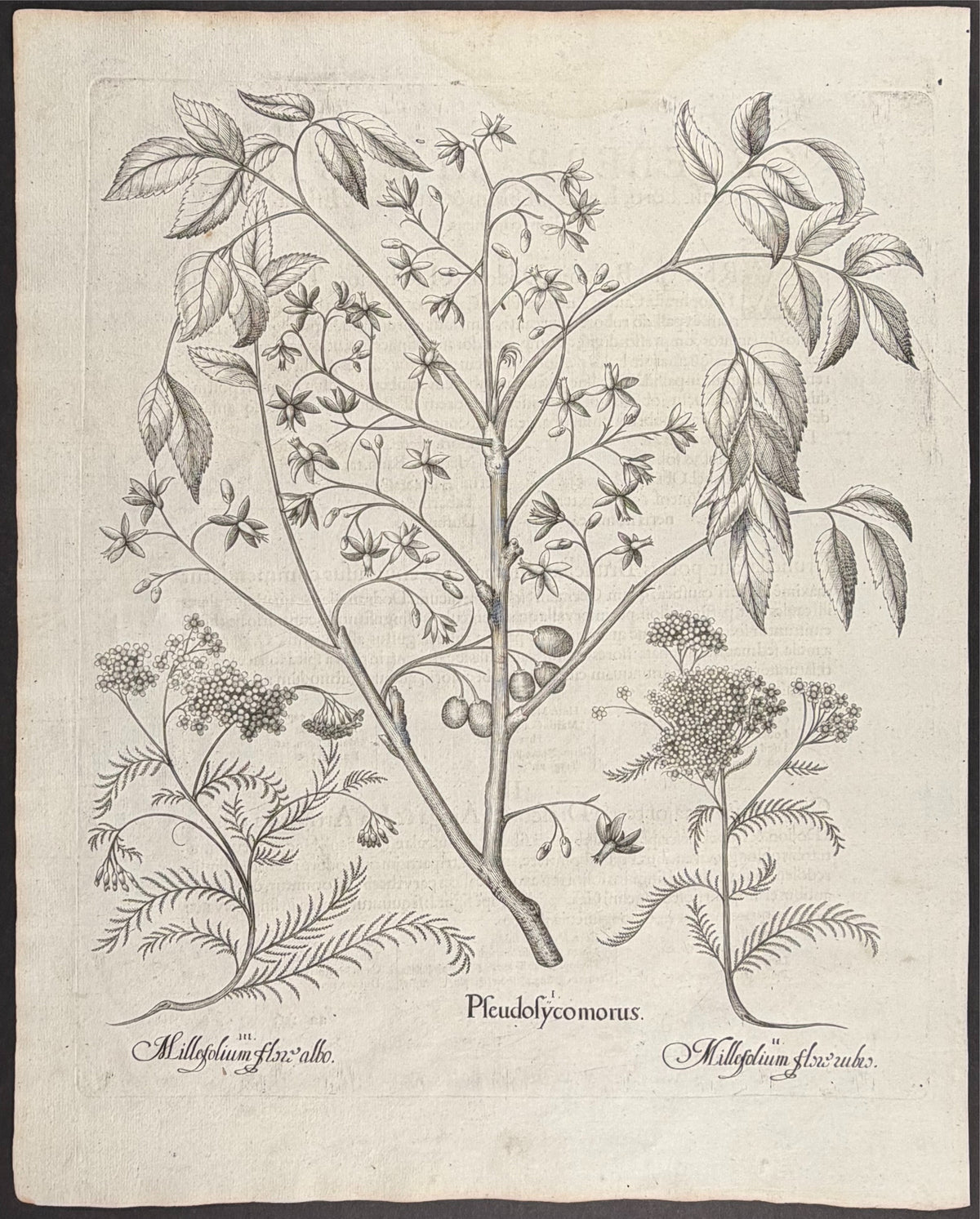 False Sycamore / Persian Lilac [Pseudosycomorus]; Yarrow Flower [Millefolium flox]; Yarrow Flower [Millefolium flox]