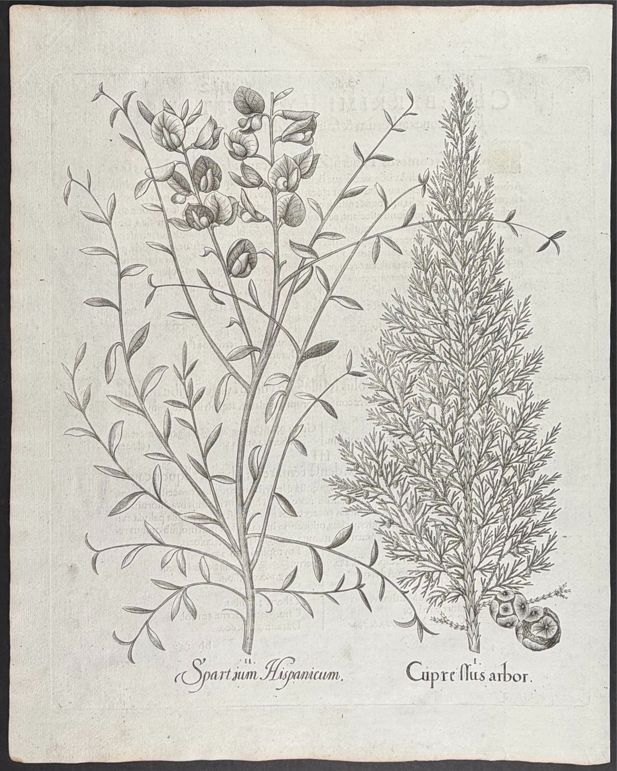 Cypress Tree [Cupressus arbor]; Spanish Broom [Spartium Hispanicum]