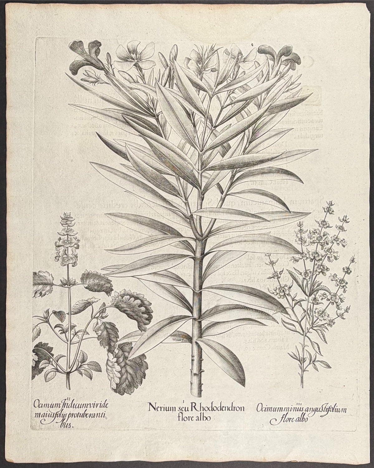 Oleander [Nerium seu]; Indian Basil [Ocimum Indicum]; Lesser Basil [Ocimum minus]