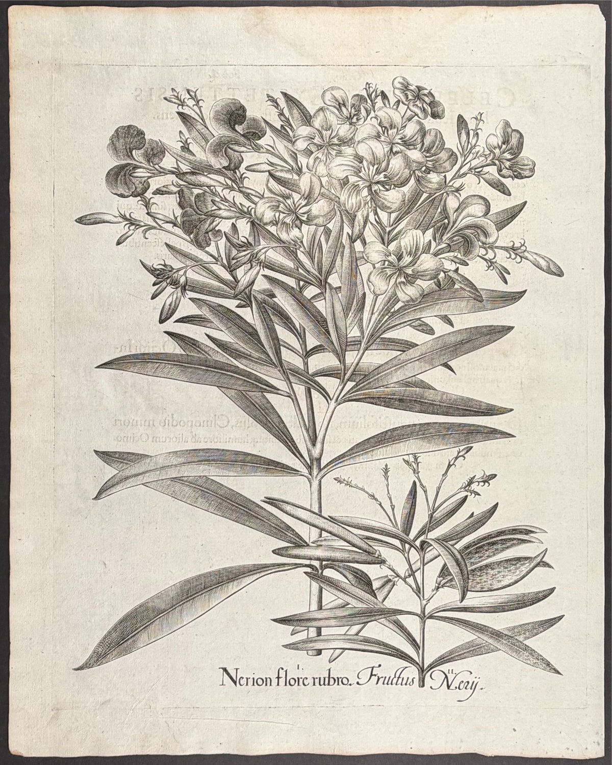Oleander Flower [Nerion flore]; Oleander Fruit [Fructus Nery]