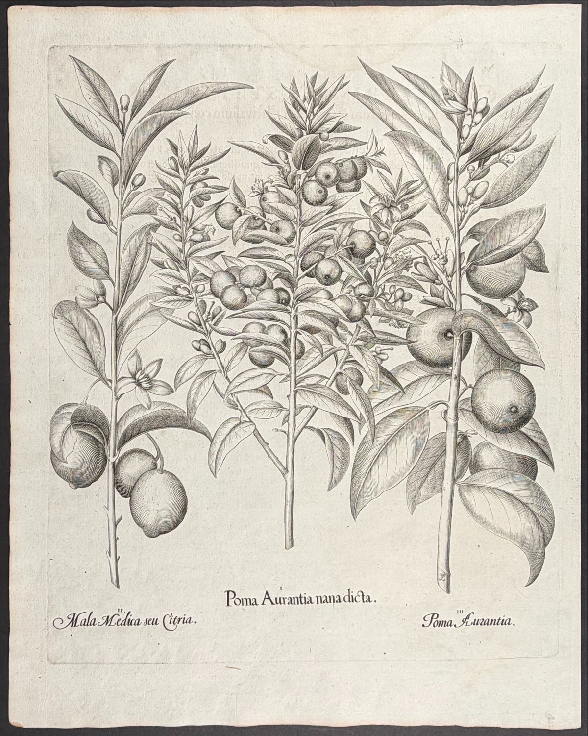 Bitter Orange [Poma Aurantia]; Citron [Mala Medica]; Bitter Orange [Poma Auritania]