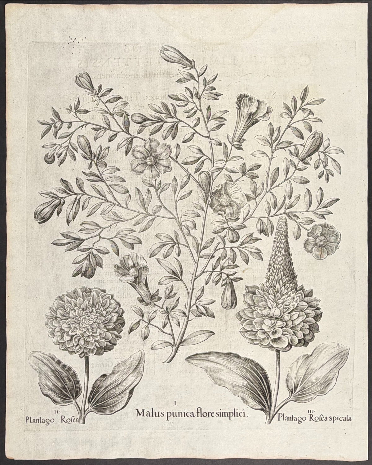 Pomegranate [Malus punica]; Rose Plantain [Plantago Rosea]; Rose Plantain [Pantago Rosea]