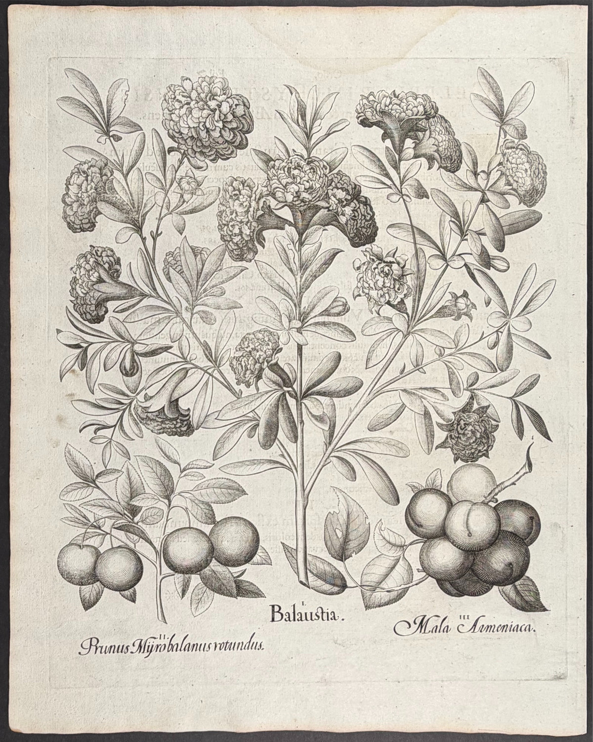 Pomegranate Blossom [Balausia]; Cherry Plum [Prunus myrobalanus]; Apricot [Mala Armeniaca]