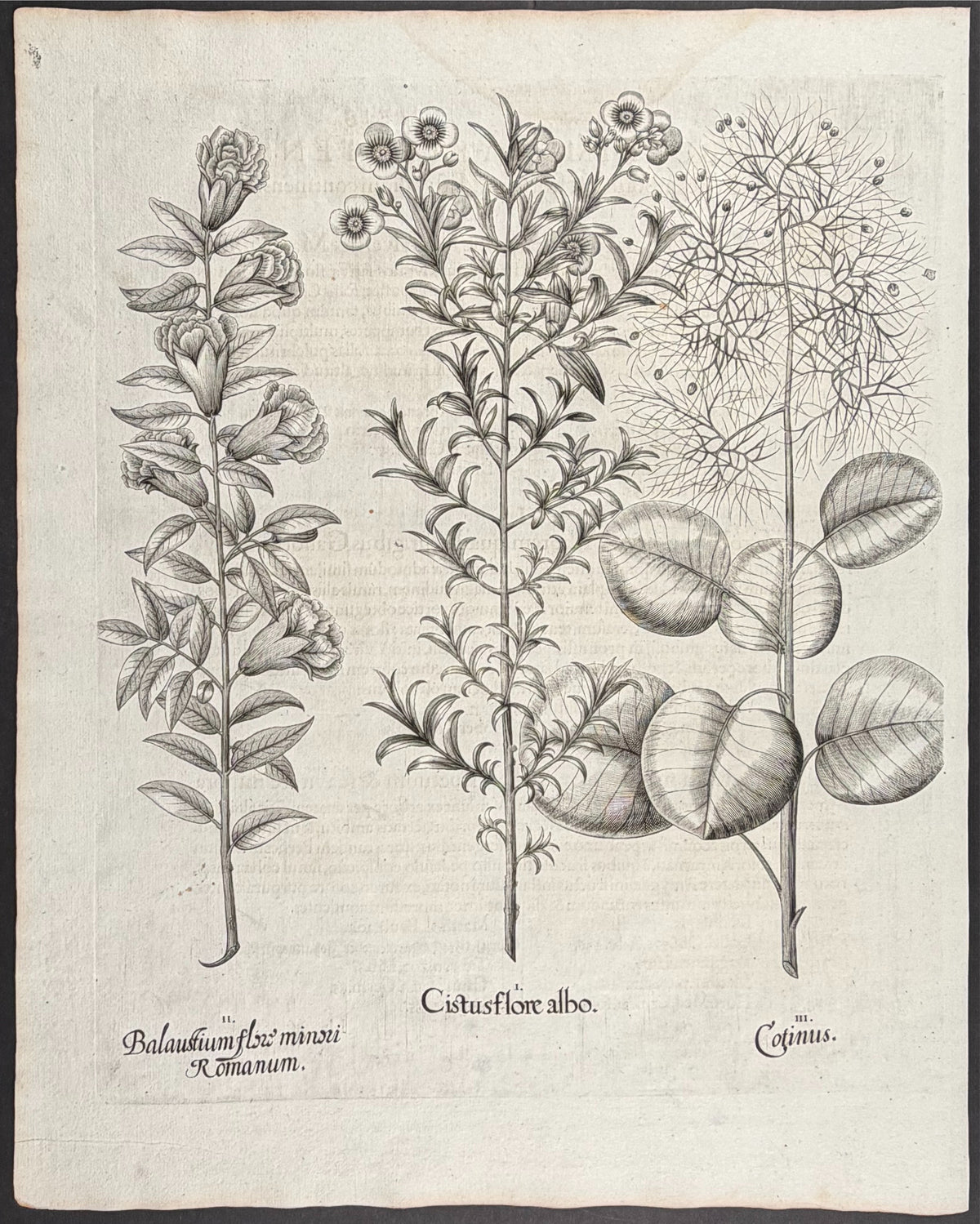 Cistus White Flower [Citusflore albo]; Pomegranate Flower [Balaustium flox]; Smoke Tree [Cotinus]