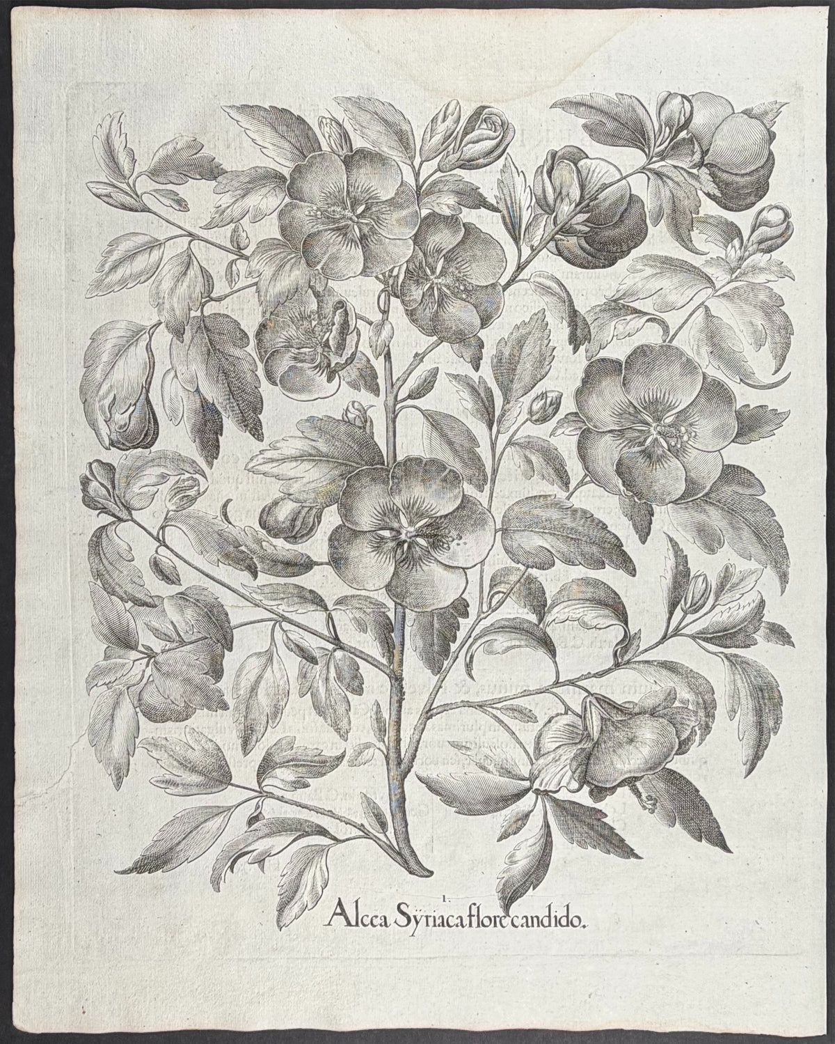 White Rose of Sharon [Alcea Syriaca flore candido]