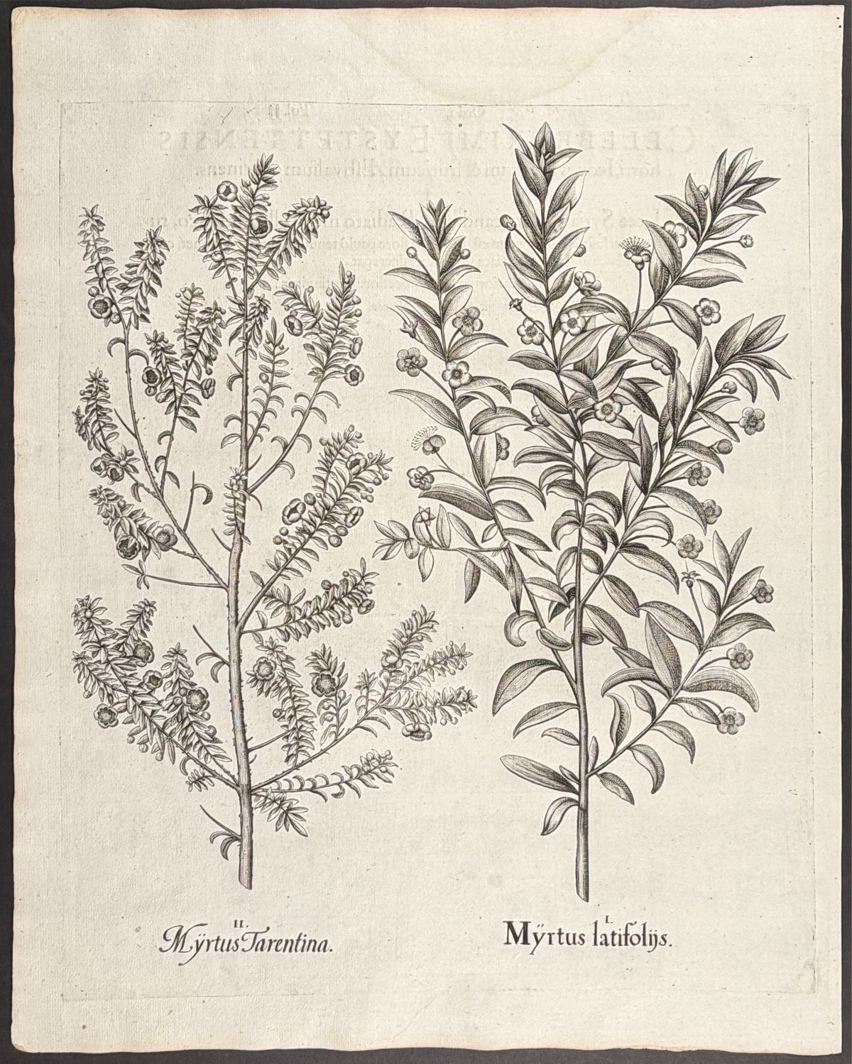 Broad-leaved Myrtle [Myrtus latifolins]; Tarentum Myrtle [Myrtus Tarentina]