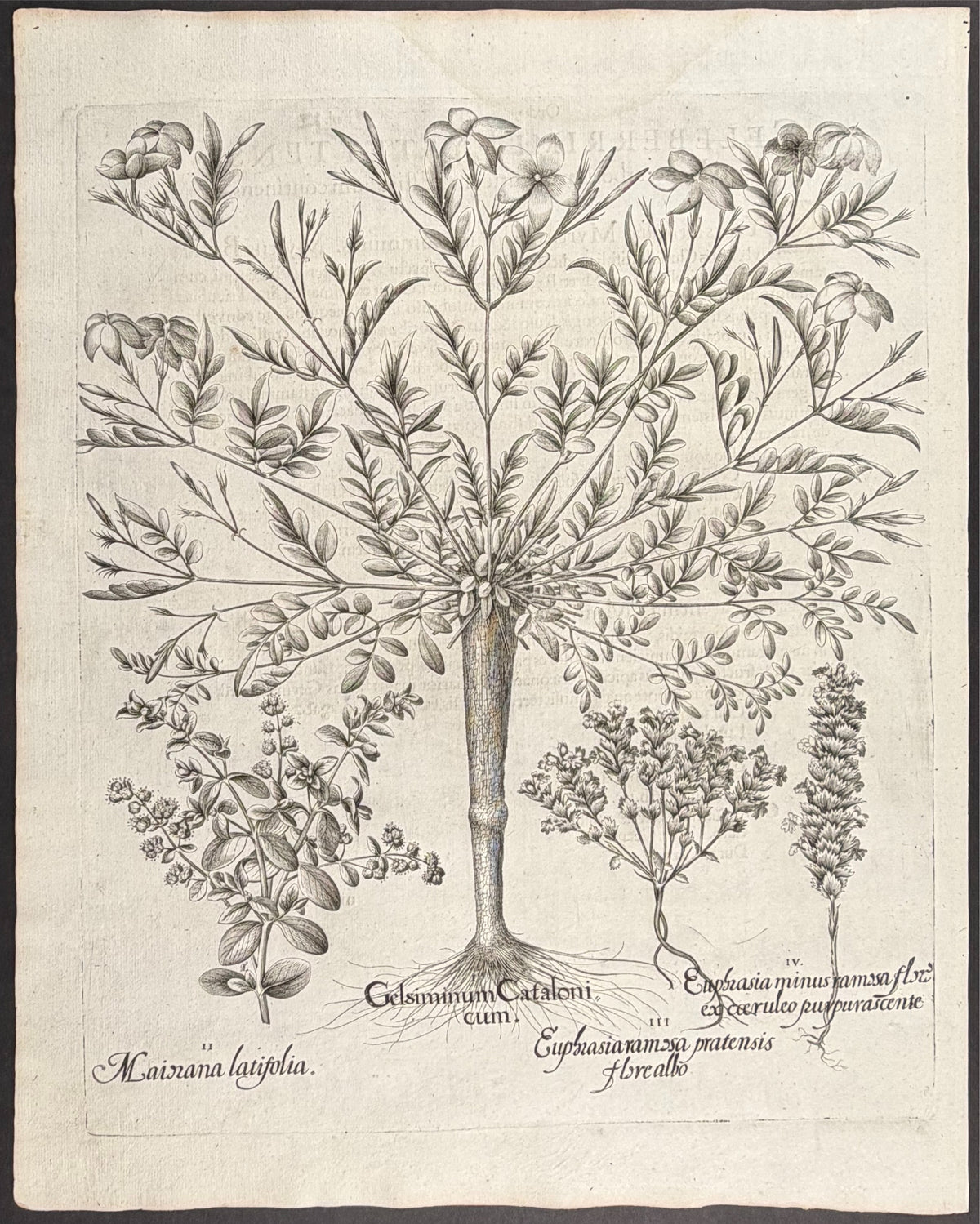 Catalonian Jasmine [Gelisiminum Catalonicum]; Broad-leaved Marjoram [Mairana latifolia]; Branched Eyebright [Euphraisa ramosa]