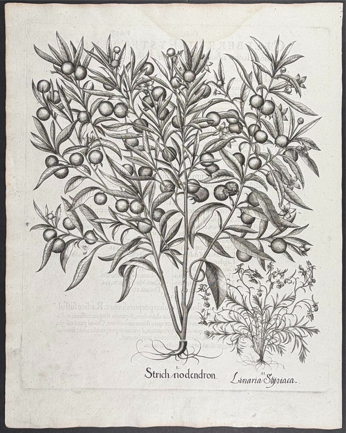 Woody Nightshade [Strich nodendron]; Styrian Toadflax [Linaria Styriaca]
