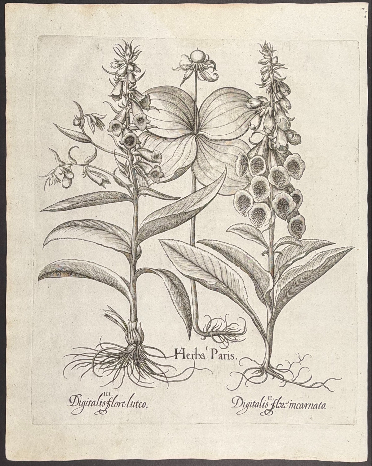 Herb Paris [Herba Paris]; Foxglove Flower [Digitalis flox]; Foxglove Flower [Digitalis flore]