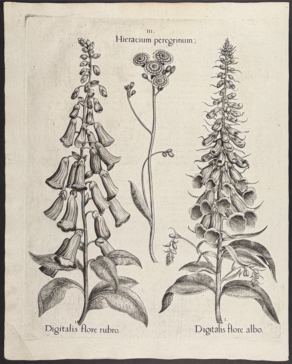 Foxglove Flower [Digitalis flore]; Foxglove Flower [Digitalis flore]; Foreign Hawkweed [Hieracium peregrinum]
