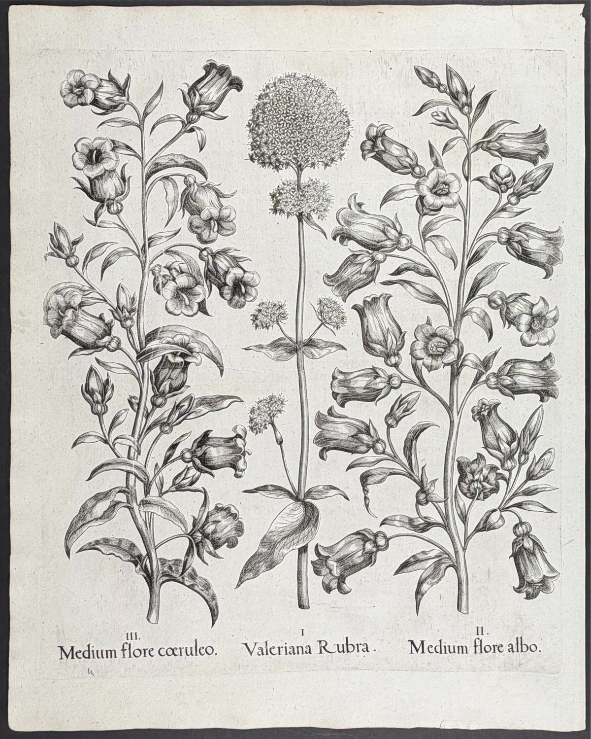Red Valerian [Valeriana Rubra]; Canterbury Bells Flower [Medium flore]; Canterbury Bells Flower [Medium flore]