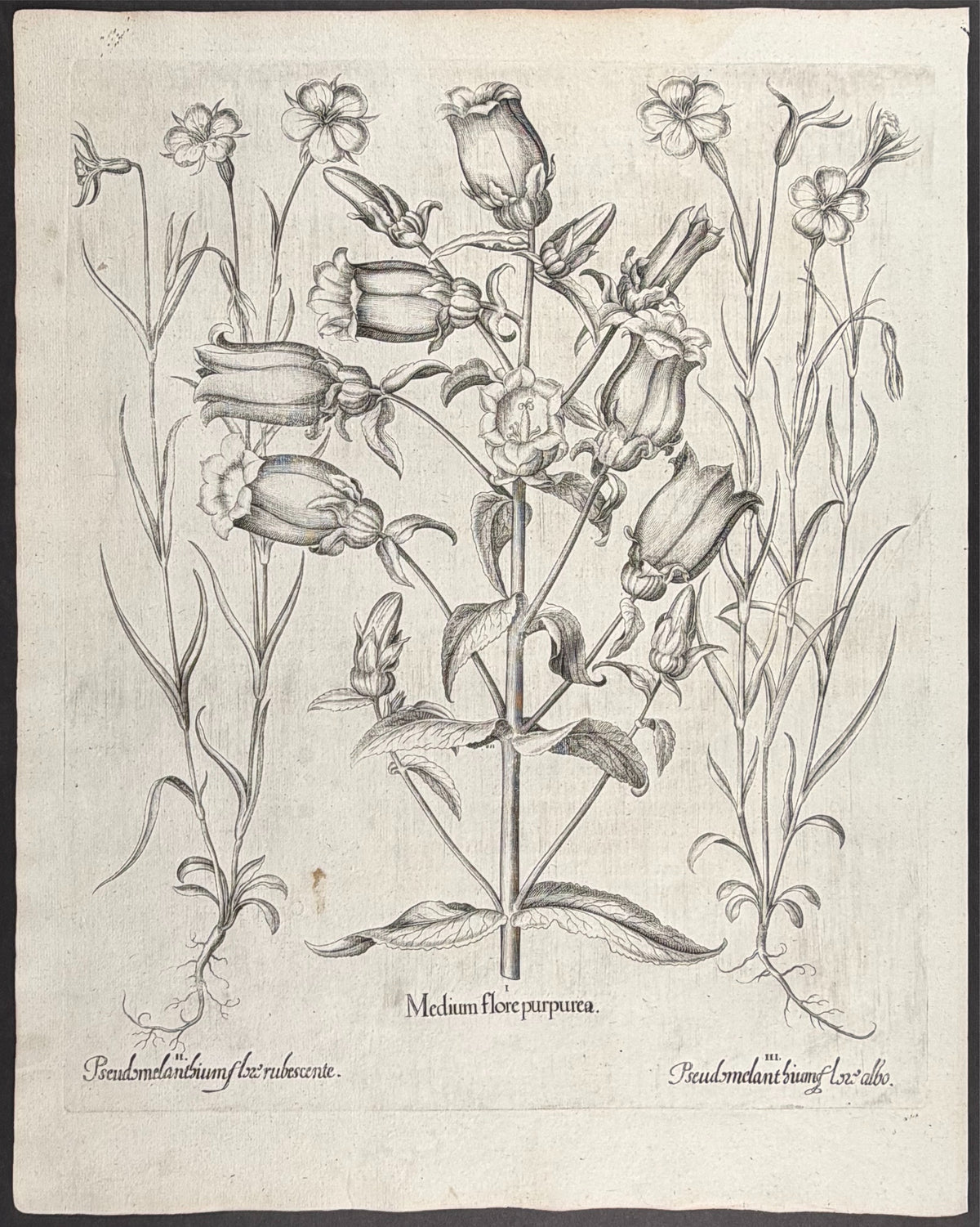 Canterbury Bells Flower [Medium flore]; Corncockle Flower [Pseudomelanthium flox]; Corncockle Flower [Pseudomelanthium flox]