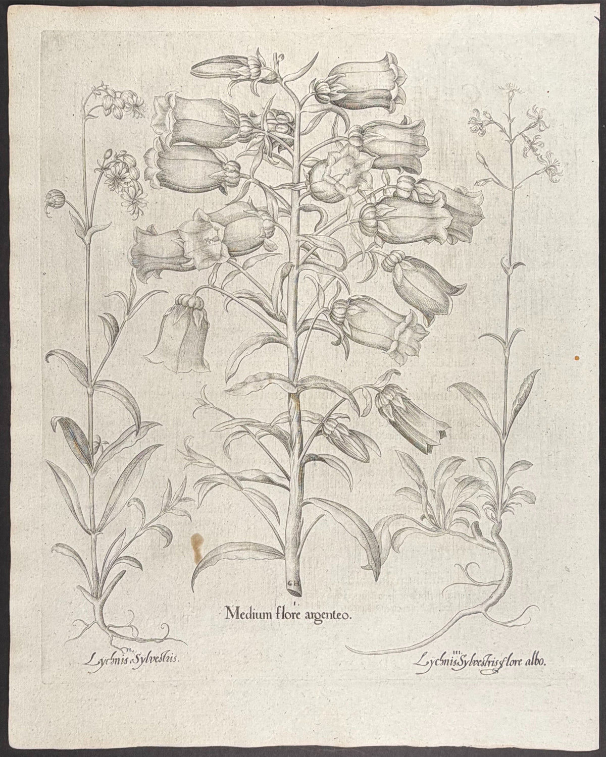 Canterbury Bells Flower [Medium flore]; Wild Campion [Lychnis Sylvestris]; Wild Campion [Lychnis Sylvestris]