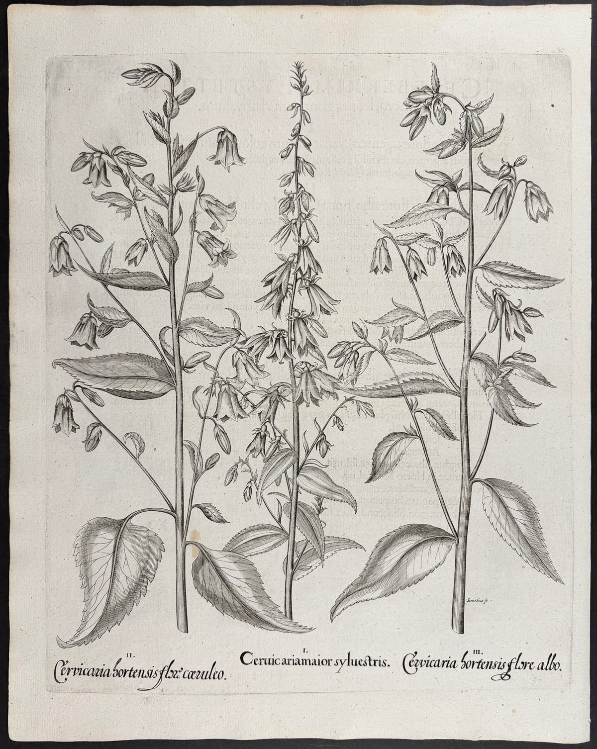 Throatwort [Cervicaria maior]; Garden Throatwort [Cervicaria bortensis]; Garden Throatwort [Cervicaria bortensis]