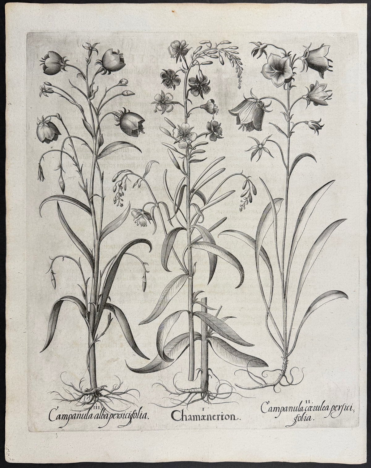 Rosebay Willowherb [Chamaenerion]; Blue Bellflower [Campanula caerulea]; White Bellflower [Campanula alba]
