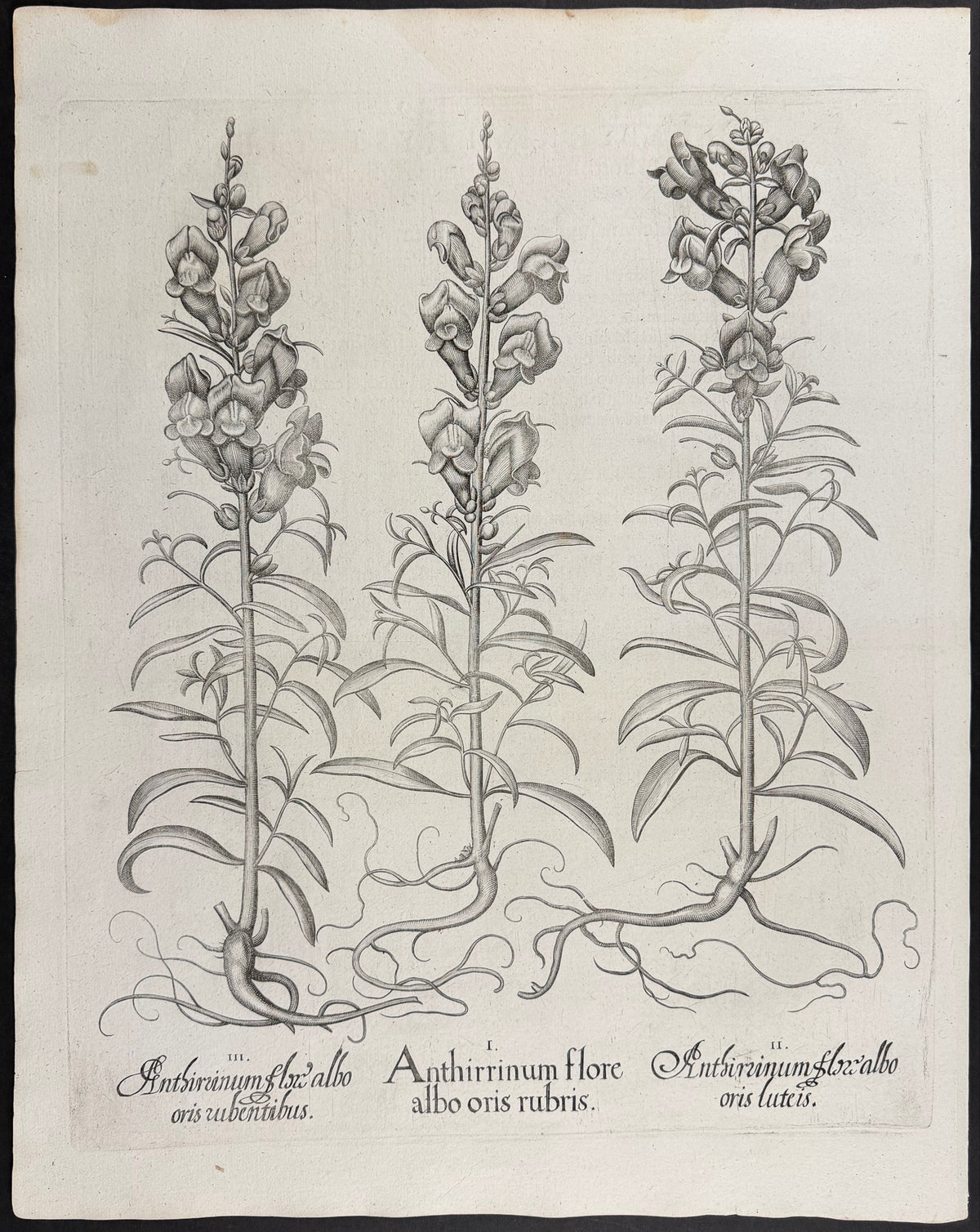 Snapdragon Flower [Antirrhinum flore]; Snapdragon Flower [Antirrhinum flox]; Snapdragon Flower [Antirrhinum flox]