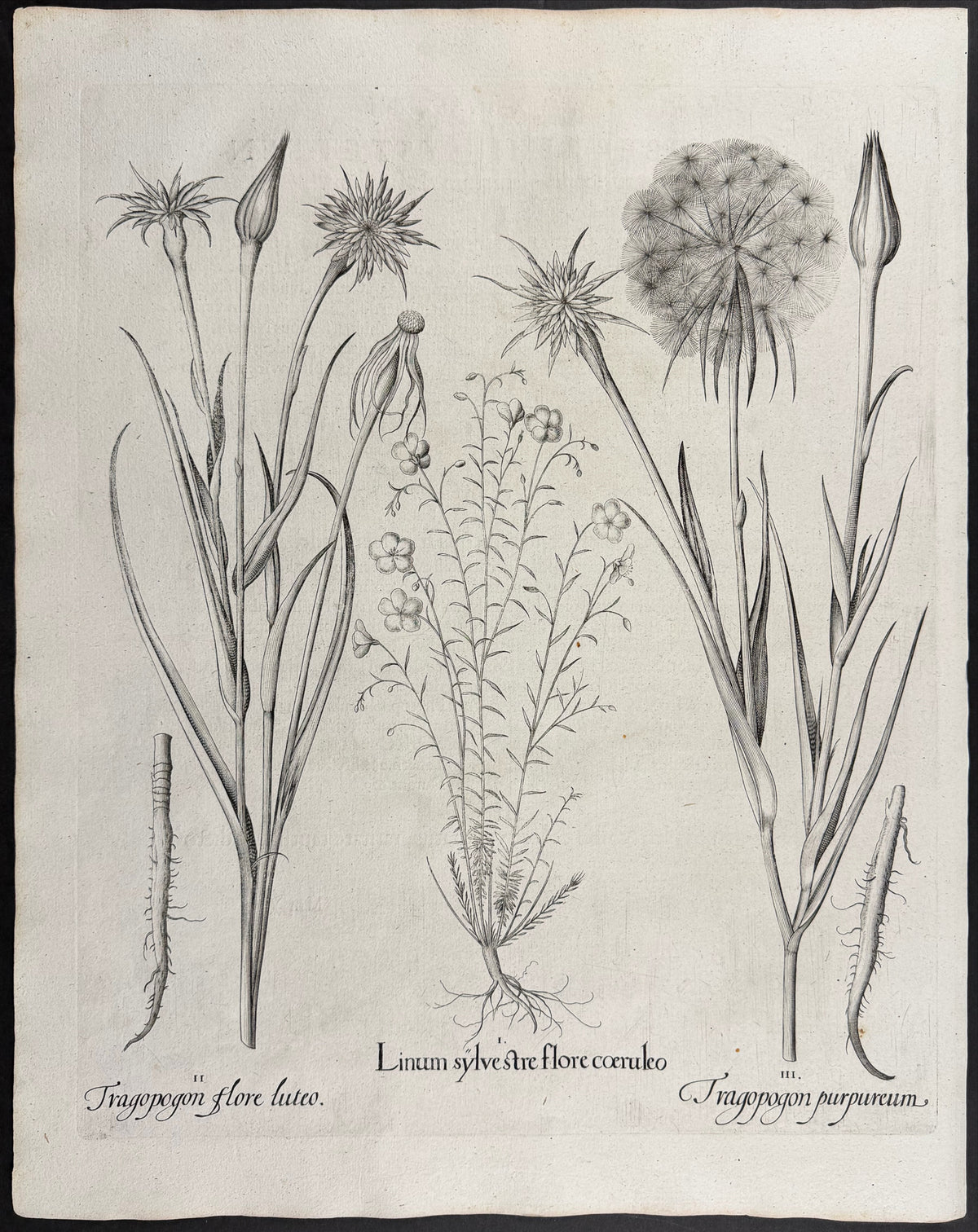 Wild Flax [Linum sylvestre]; Goat's Beard Flower [Tragopogon flore]; Purple Salsify [Tragopogon purpureum]