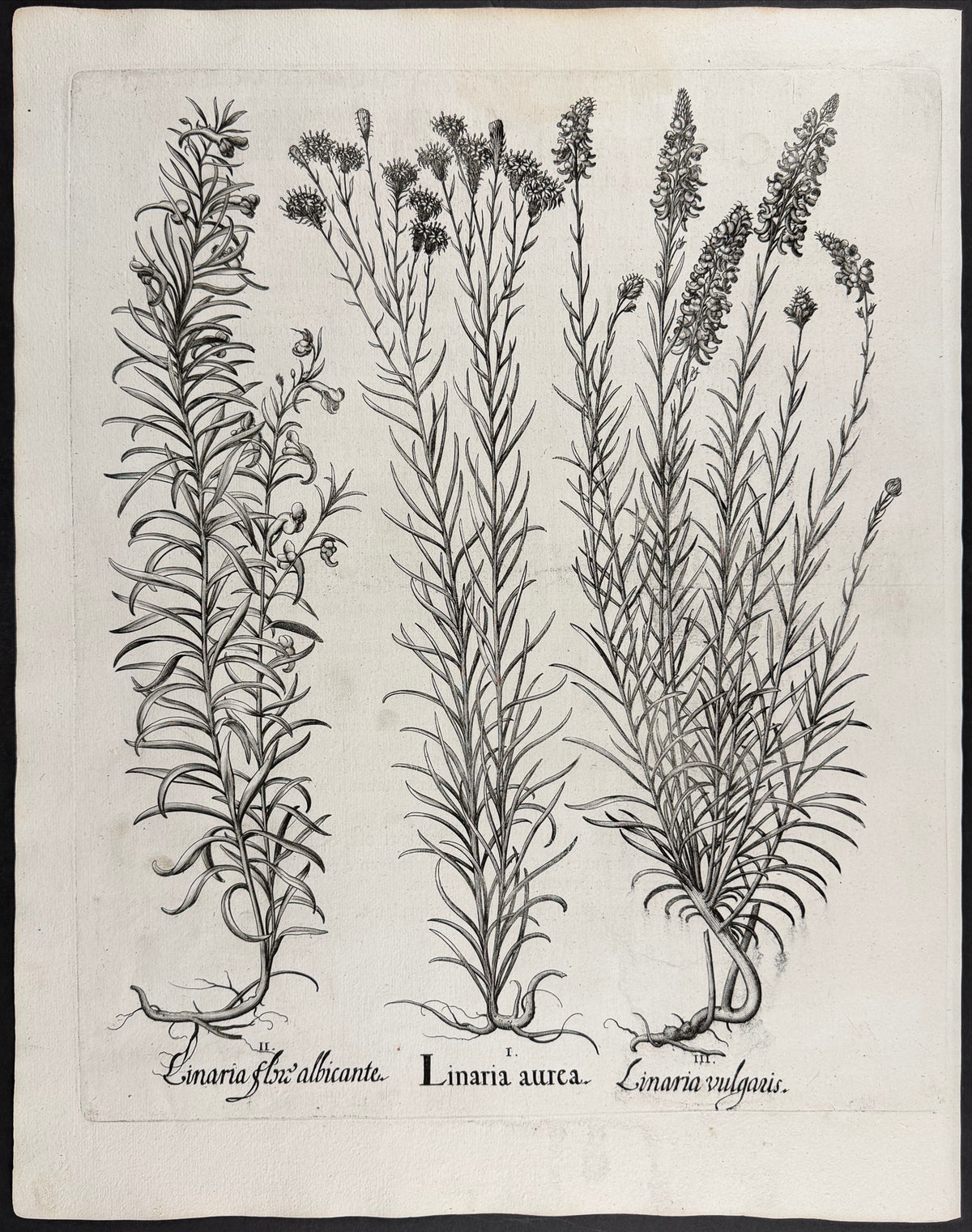 Golden Toadflax [Linaria aurea]; Toadflax Flower [Linaria flox]; Common Toadflax [Linaria vulgaris]