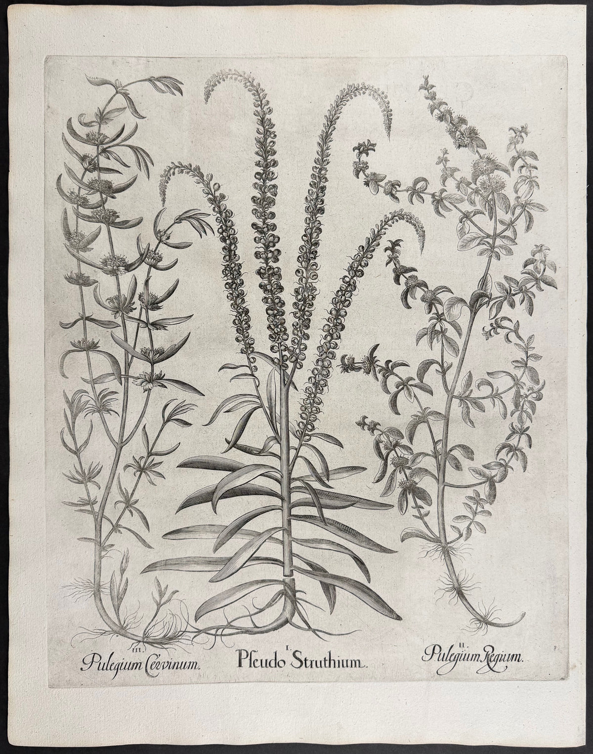 False Soapwort [Pseudo Struthium]; Pennyroyal [Pulegium Regium]; Deer Pennyroyal [Pulegium Cervinum]