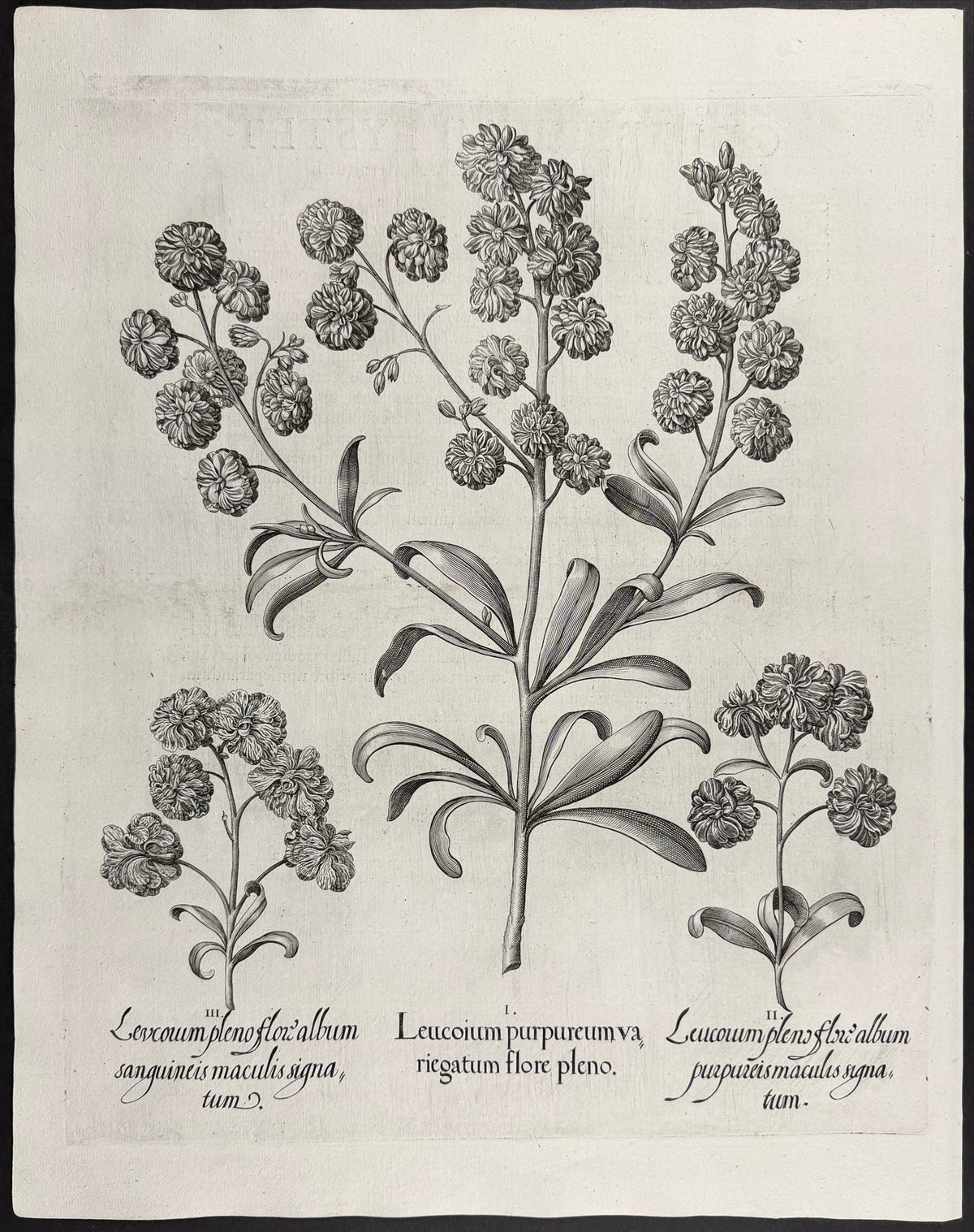 Purple Variegated Stock [Leucoium purpureuvariegatum]; Double Stock [Leuconium pleno]; Double Stock [Leuconium pleno]