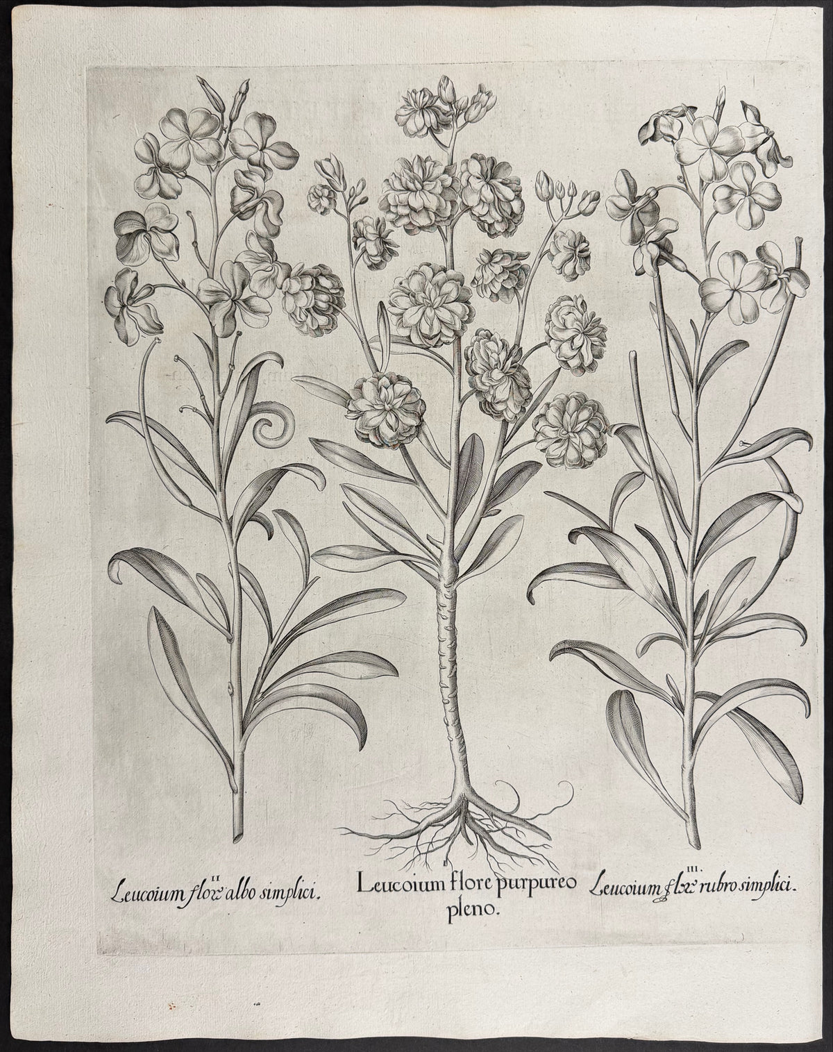 Stock Flower [Leucoium flore]; Stock Flower [Leucoium flox]; Stock Flower [Leucoium flox]