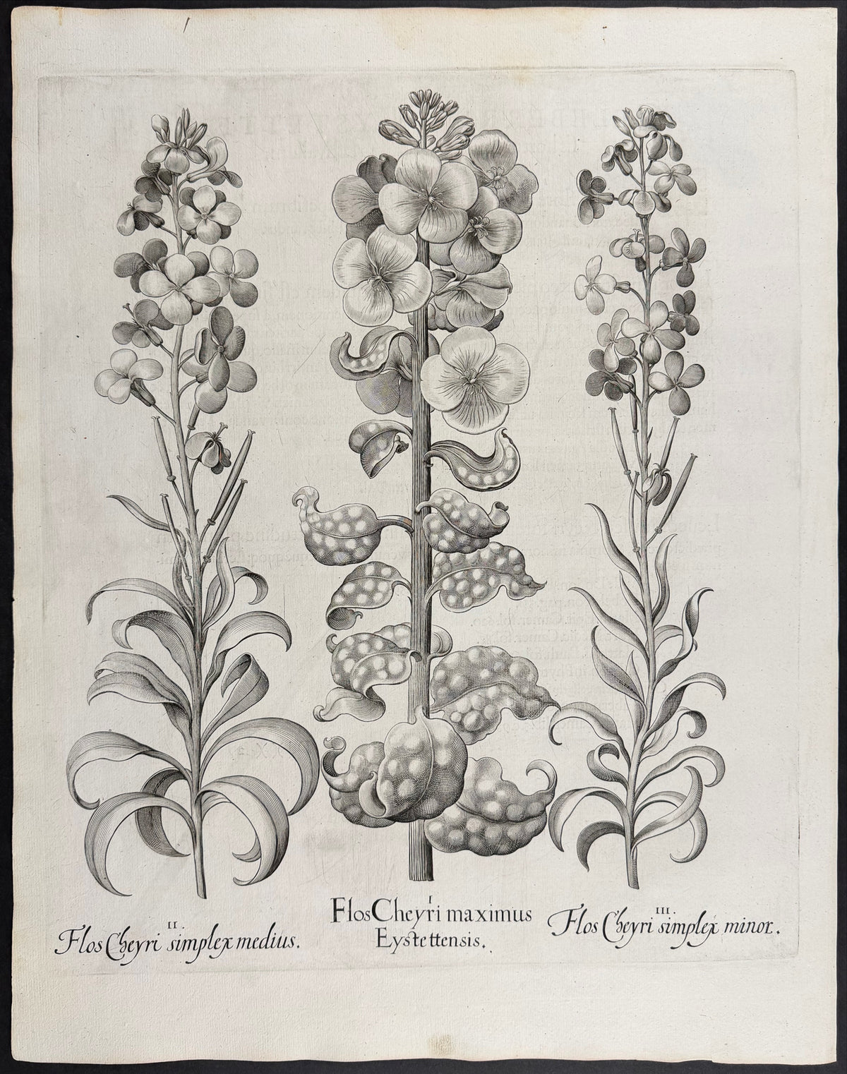 Wallflower [Flos Cheyri]