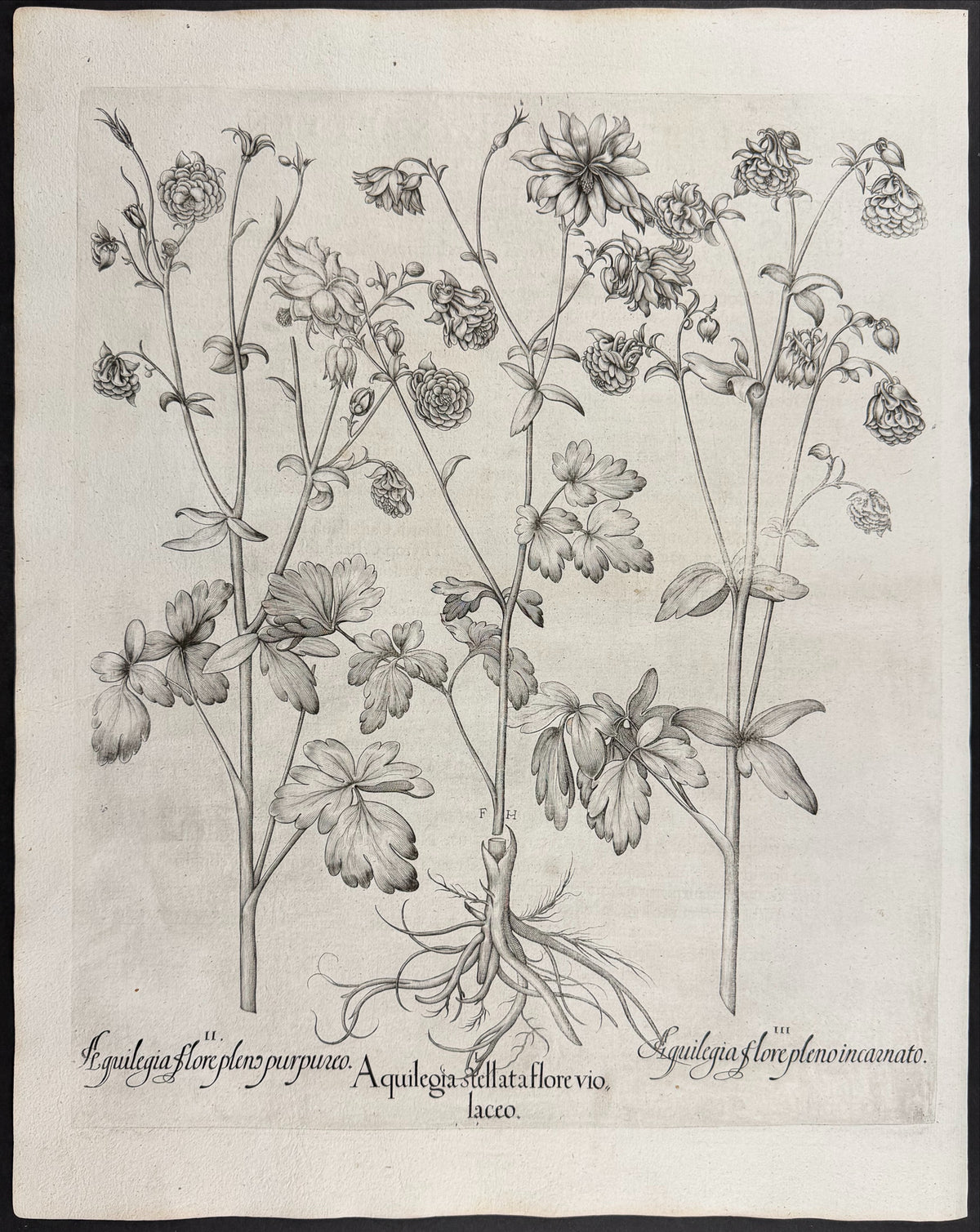 Starry Columbine [Aquilegia stellata]; Columbine Flower [Aquilegia flore]; Columbine Flower [Aquilegia flore]