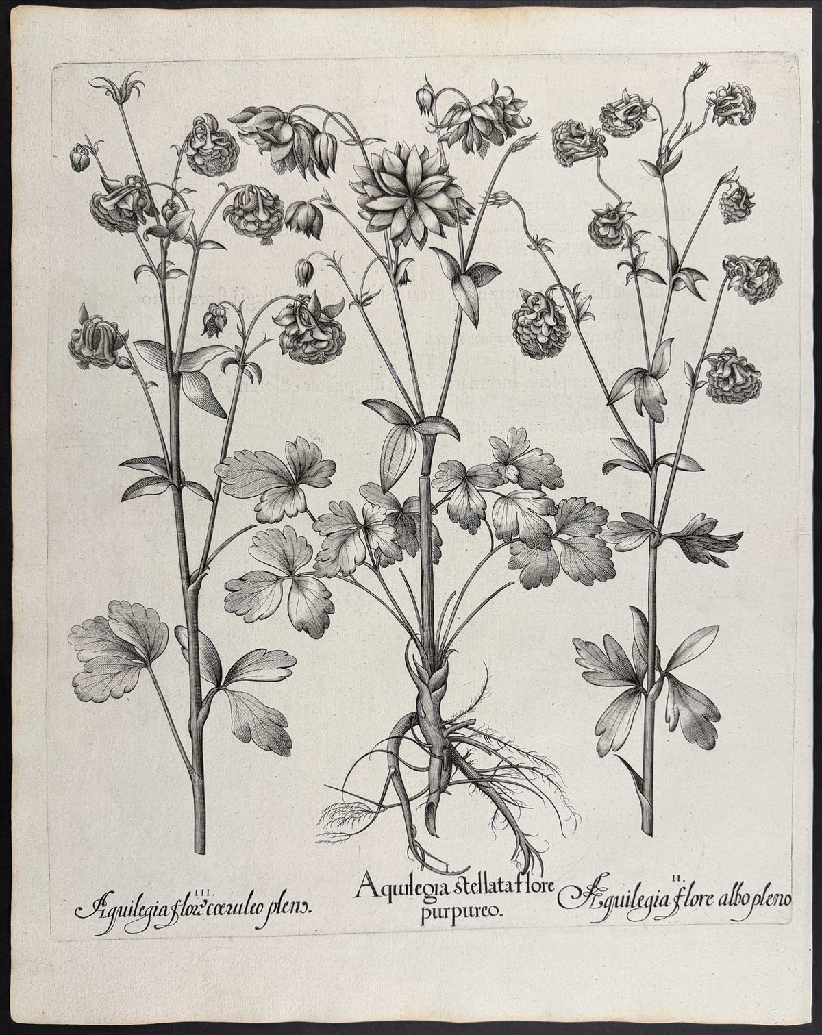 Starry Columbine [Aquilegia stellata]; Columbine Flower [Aquilegia flore]; Columbine Flower [Aquilegia flox]
