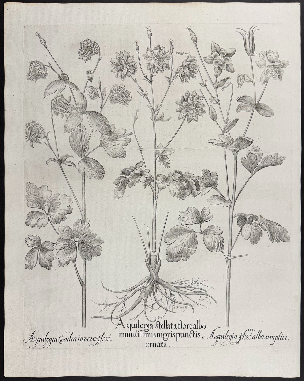 Starry Columbine [Aquilegia stellata]; Blue Columbine [Aquilegia Caerulea]; Columbine Flower [Aquilegia flox]
