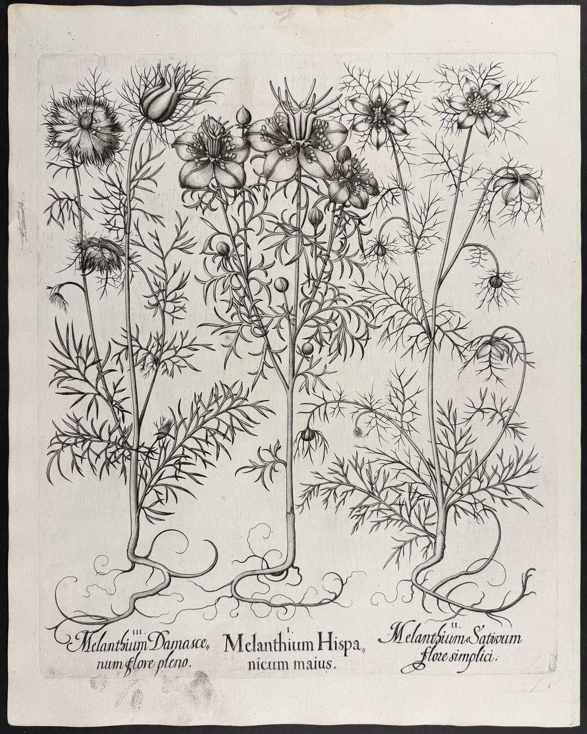 Spanish Love-in-a-mist [Melanthium Hispanicum]; Black Cumin [Melanthium Sativium]; Damask Love-in-a-mist [Melanthium Damascenum]