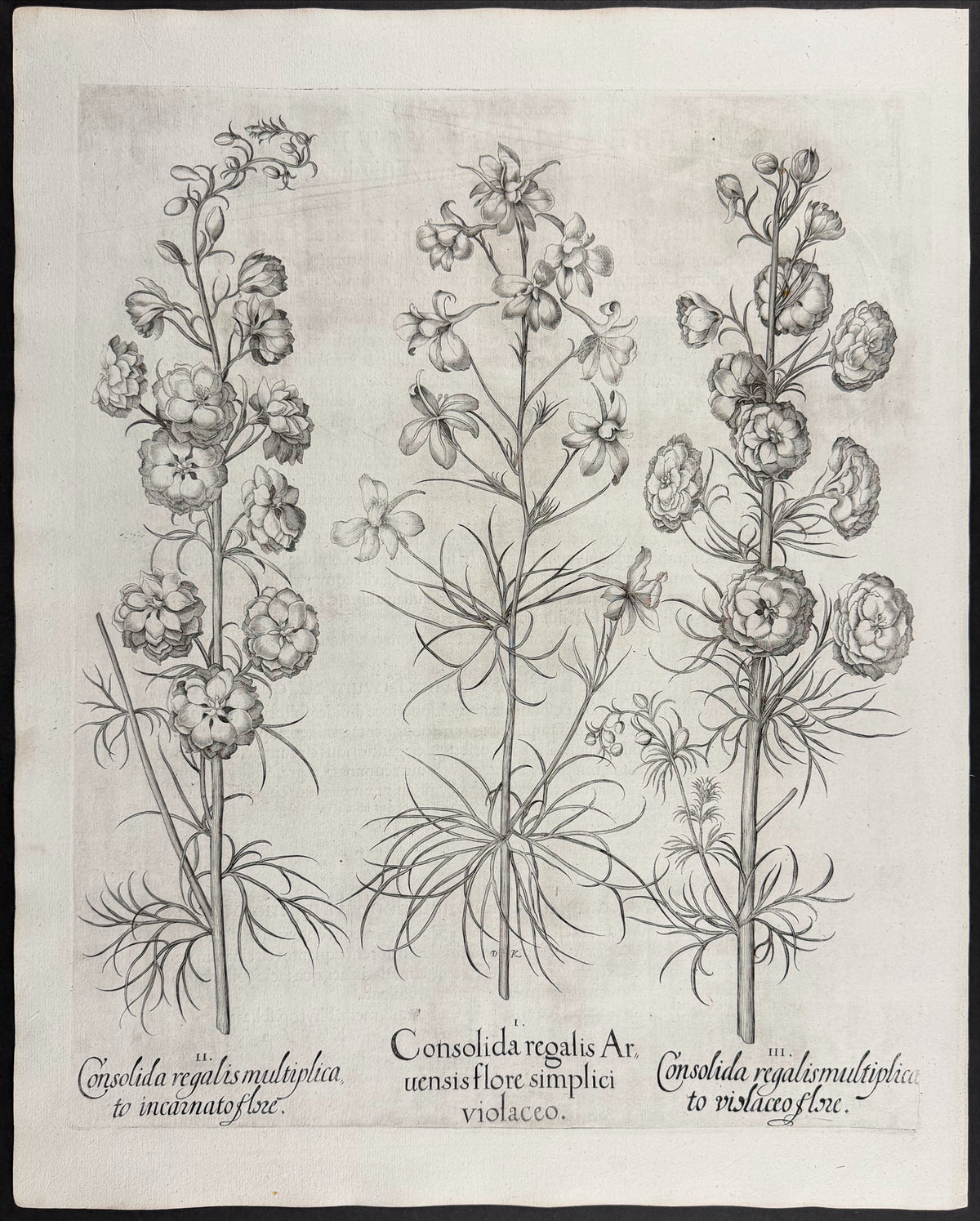 Larkspur [Consolida regalis]