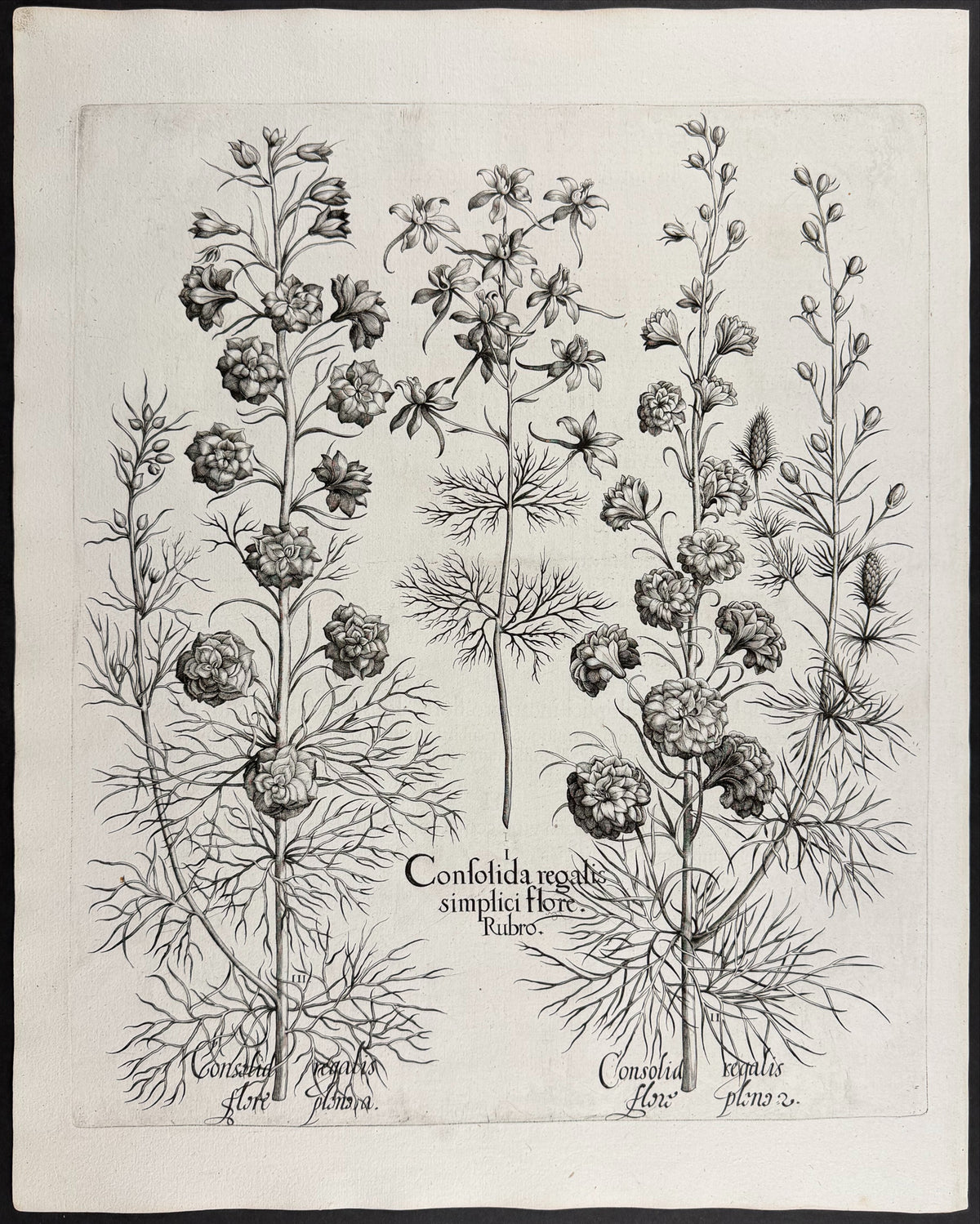 Larkspur [Consolida regalis]