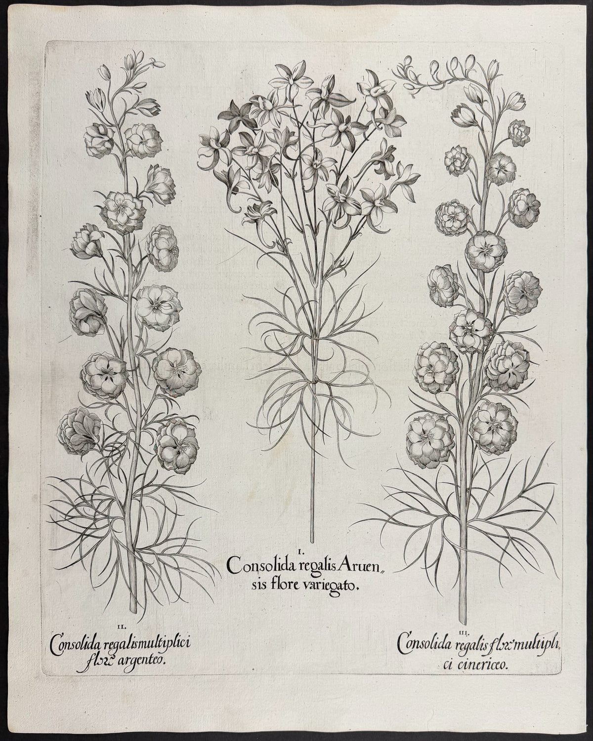 Larkspur [Consolida regalis]