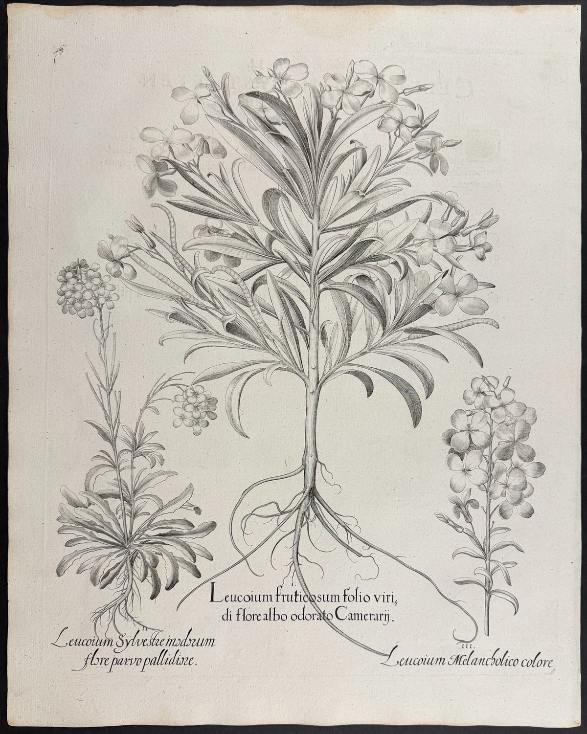 Shrubby Stock [Leucoium fruticosum]; Wild Stock [Leucoium Sylvestre]; Melancholy Stock [Leucoium Melancholico]