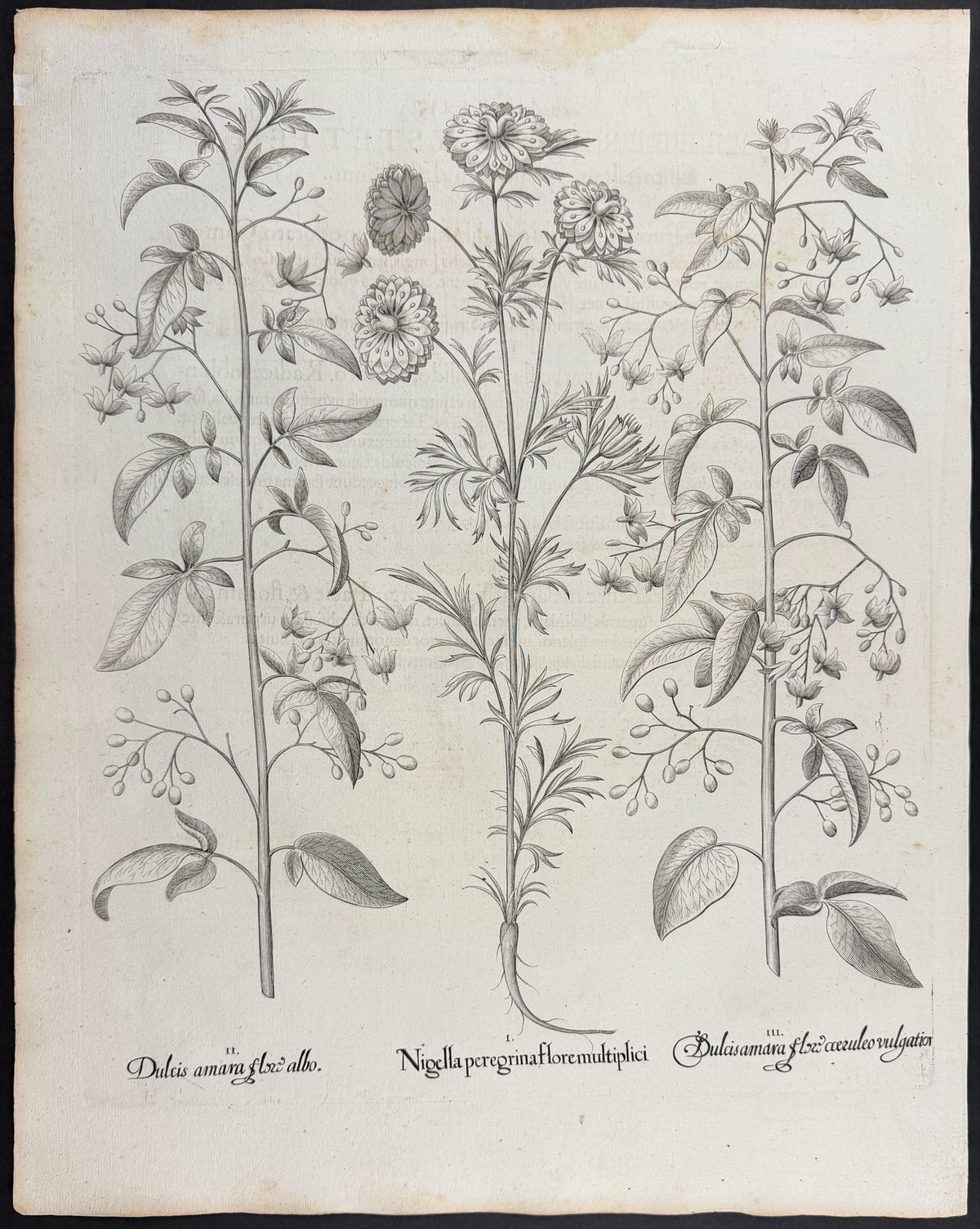 Foreign Love-in-a-mist [Nigella peregrina]; Bittersweet Nightshade [Dulcis amara]; Bittersweet Nightshade [Dulcis amara]
