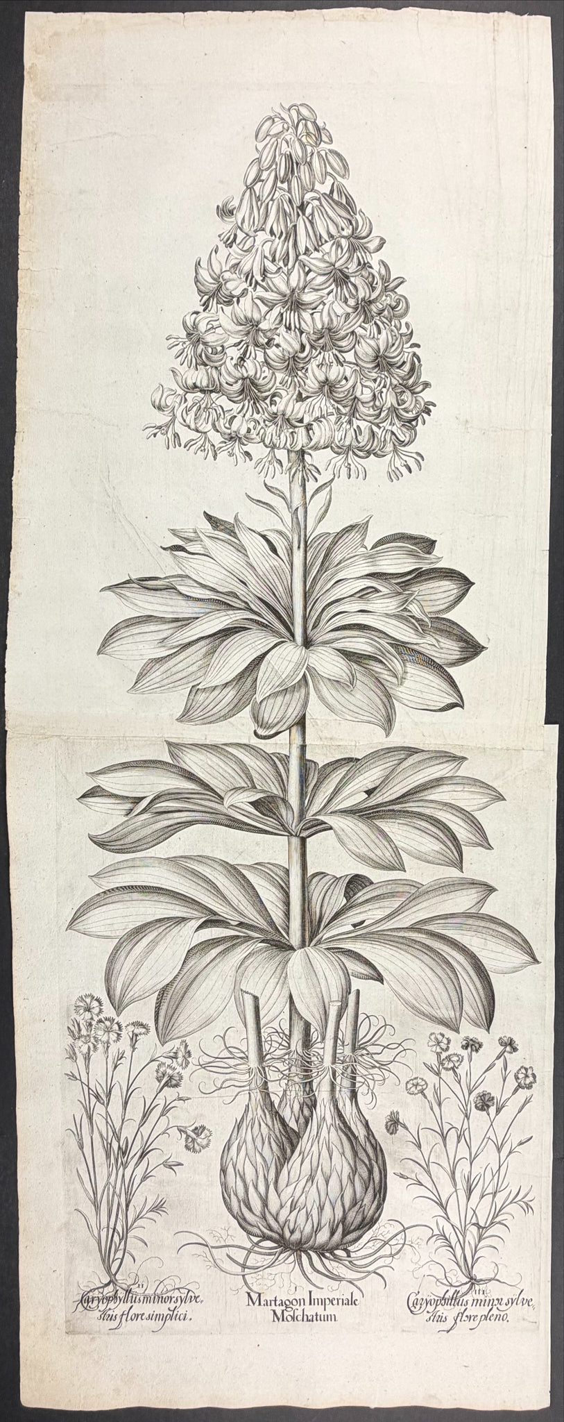 Imperial Musk Martagon Lily [Martagon Imperiale Moschatum]