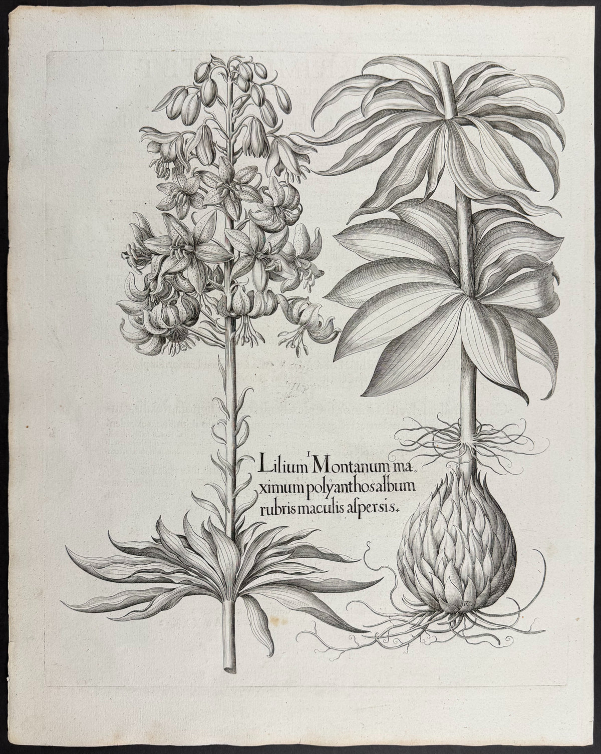 Mountain Lily / Martagon Lily [Lilium Montanum]