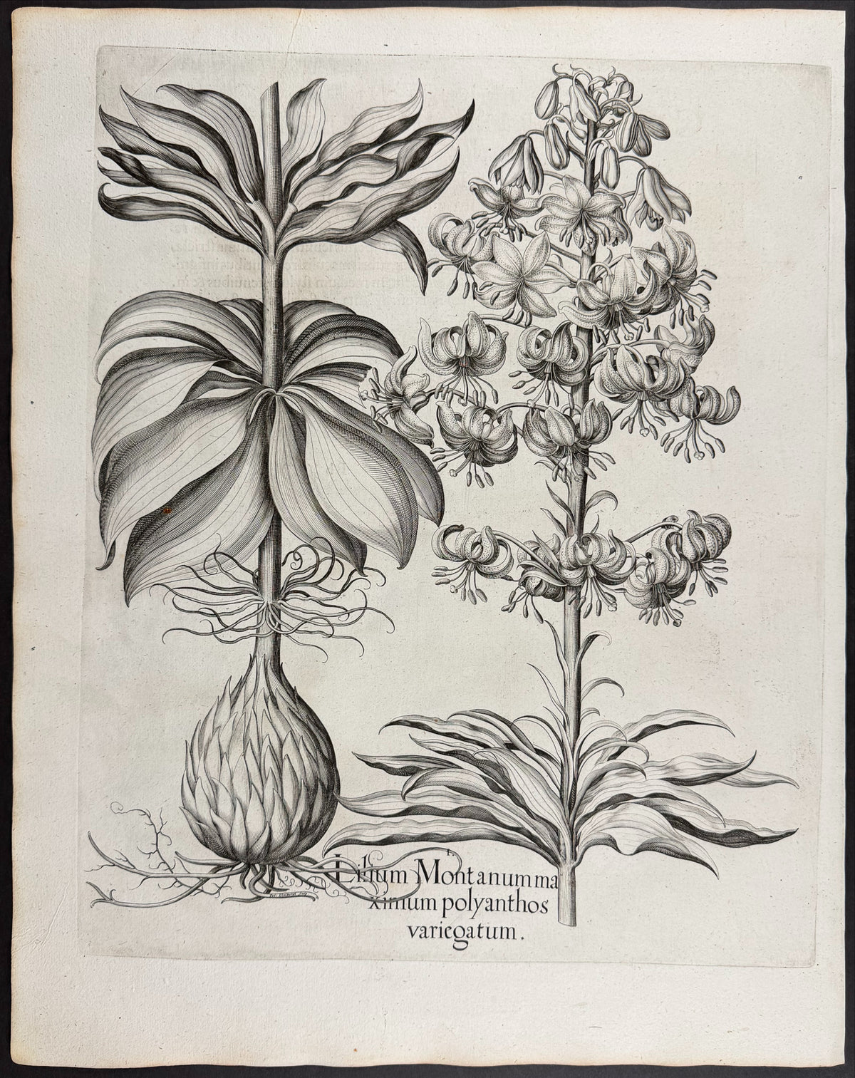 Mountain Lily / Martagon Lily [Lilium Montanum]