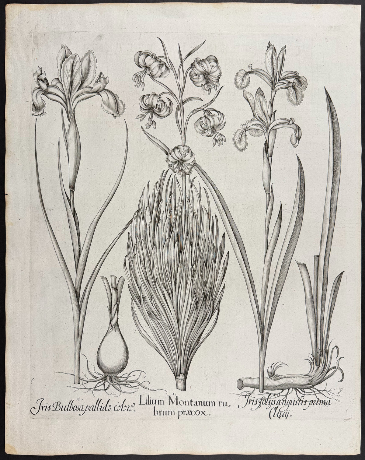 Mountain Lily / Martagon Lily [Lilium Montanum]; Iris-leaved Bulbous Plant [Iros folys]; Bulbous Iris [Iris Bulbosa]